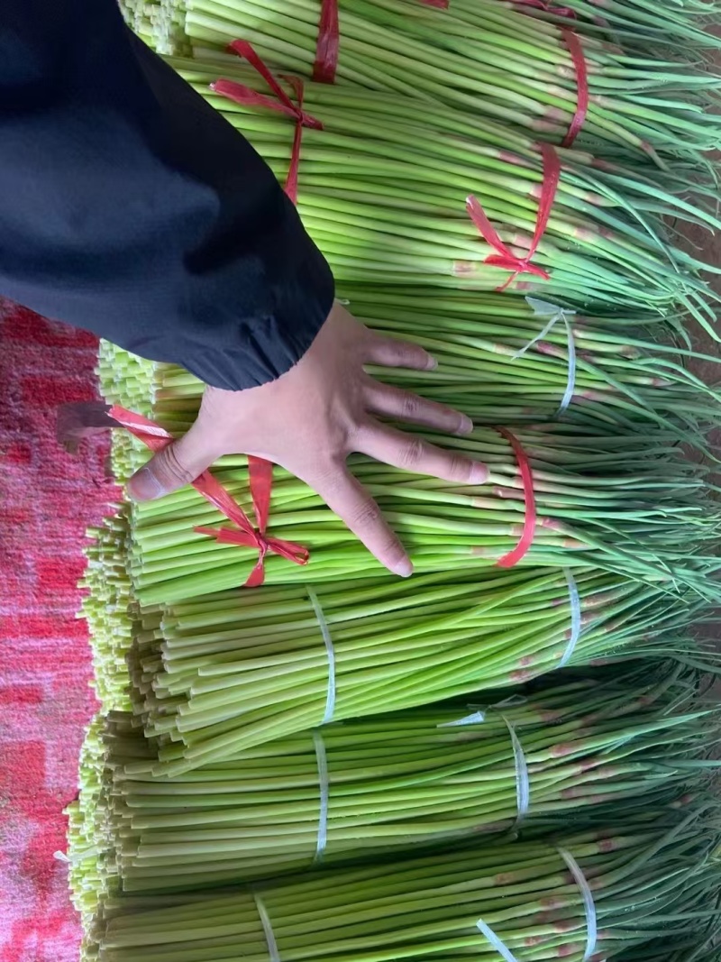 临沂红帽蒜薹条形好货量大冷库打冷耐储存运输按要求分拣打包打捆
