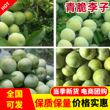 四川青脆李子，脱骨李，量大价优现摘现发，对接商超电商