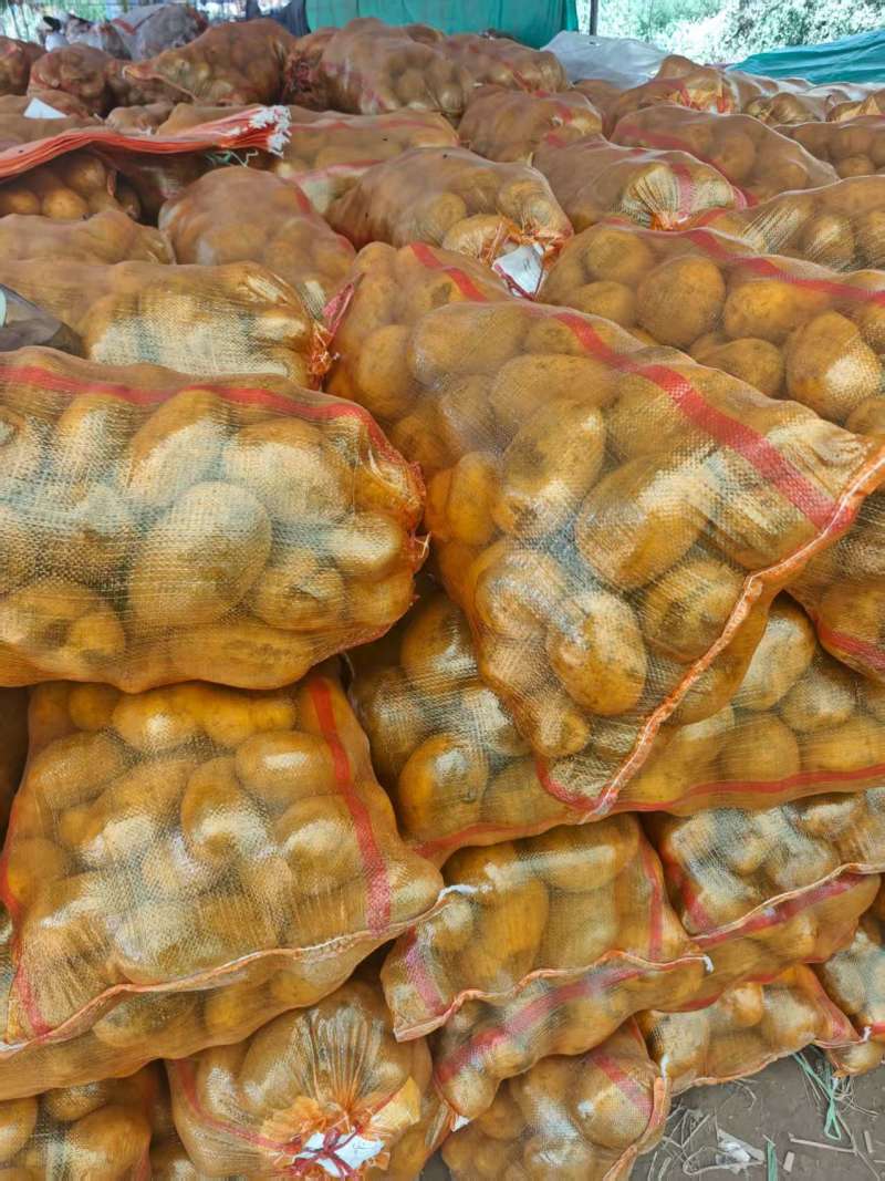 精品黄心土豆希森6号产地一手货源可一件代发视频看货