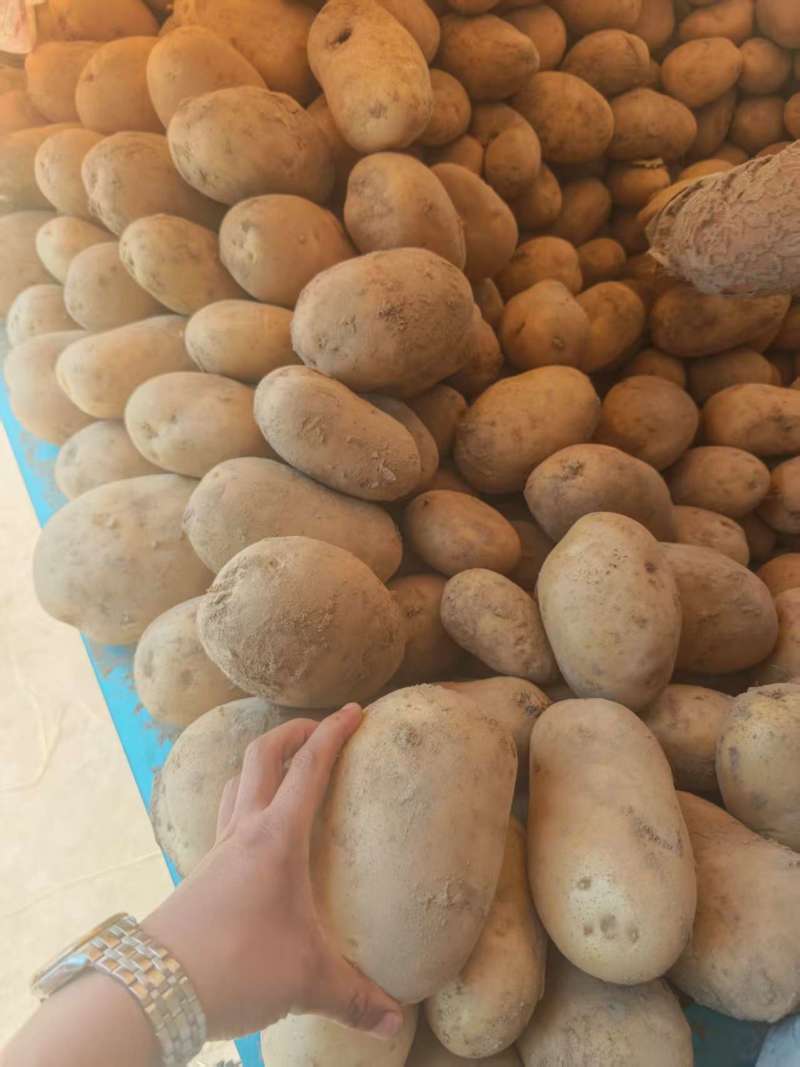 精品黄心土豆希森6号产地一手货源可一件代发视频看货