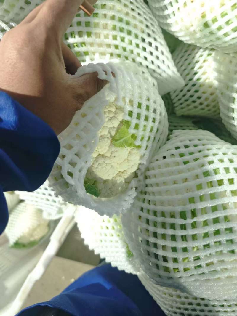 精品松花菜产地一手货源供应电商市场商超
