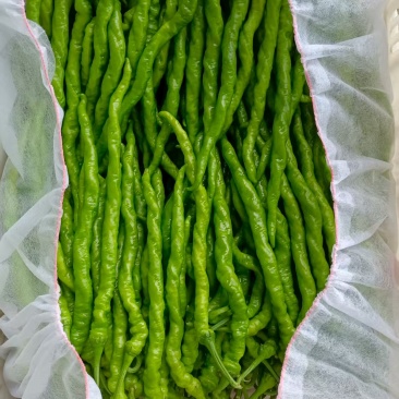 新乐线椒条形直量大提供纸箱泡沫箱袋子承接加工商超时长批发餐饮