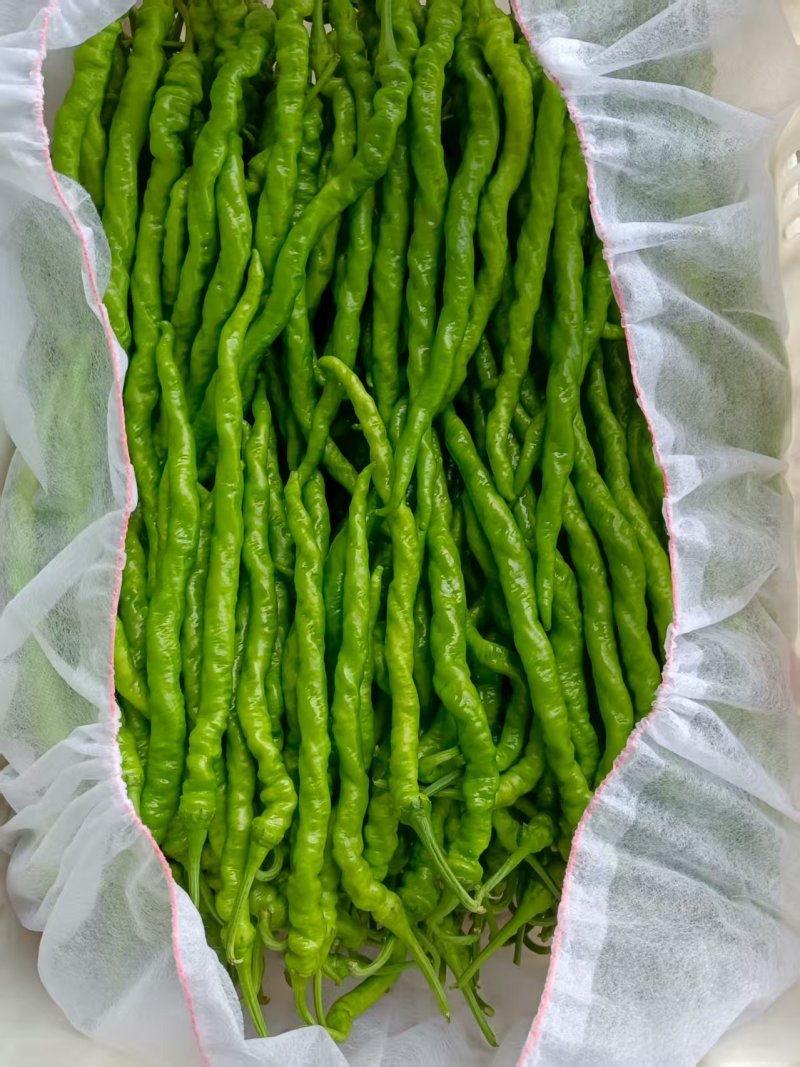 新乐线椒条形直量大提供纸箱泡沫箱袋子承接加工商超时长批发餐饮