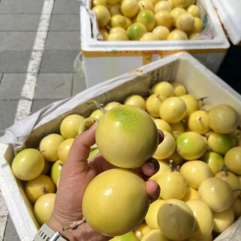 钦蜜9号百香果产地直发品质保证价格优惠