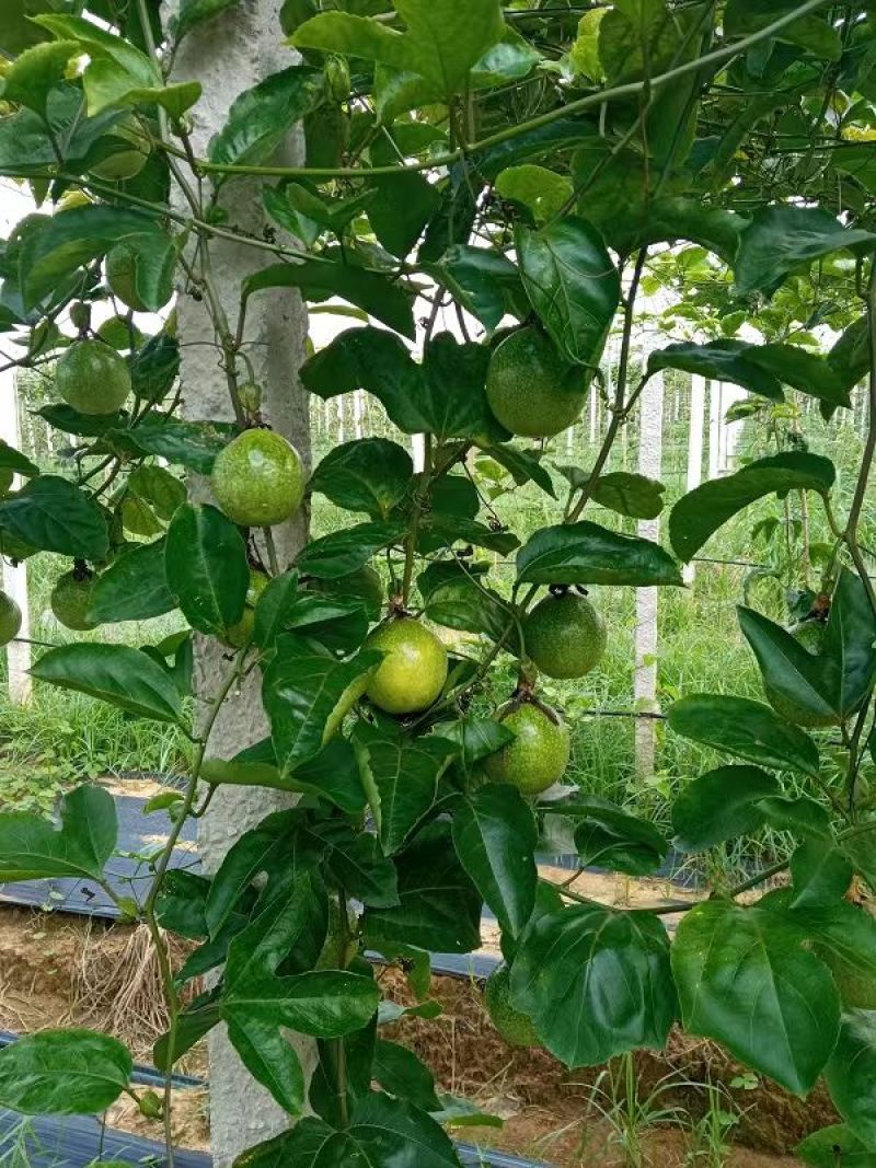 钦蜜9号百香果产地直发品质保证价格优惠