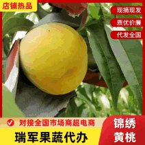 黄毛桃黄金蜜四号现摘现发品质好个头大大量上市发市场