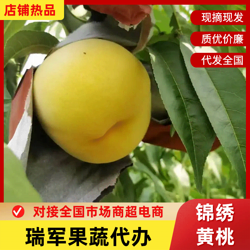 黄毛桃黄金蜜四号现摘现发品质好个头大大量上市发市场