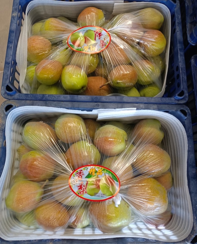 红香酥梨陕西精品梨，口感好品质高价格低，对接电商市场批发