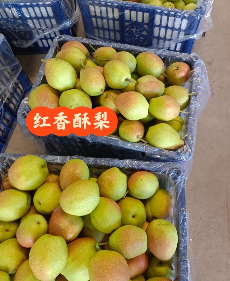 红香酥梨陕西精品梨，口感好品质高价格低，对接电商市场批发