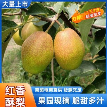 红香酥梨陕西精品梨，口感好品质高价格低，对接电商市场批发