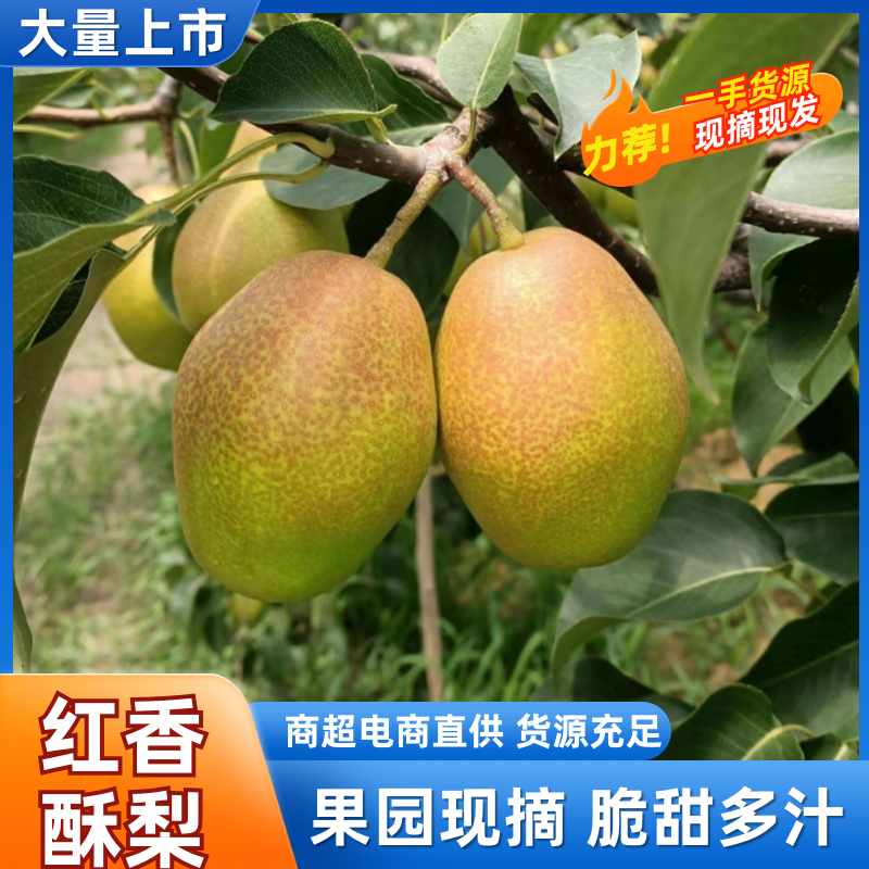 红香酥梨陕西精品梨，口感好品质高价格低，对接电商市场批发