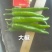 【实力代办】河南开封青皮尖椒新鲜采摘现货批发欢迎来电
