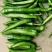 【实力代办】河南开封青皮尖椒新鲜采摘现货批发欢迎来电