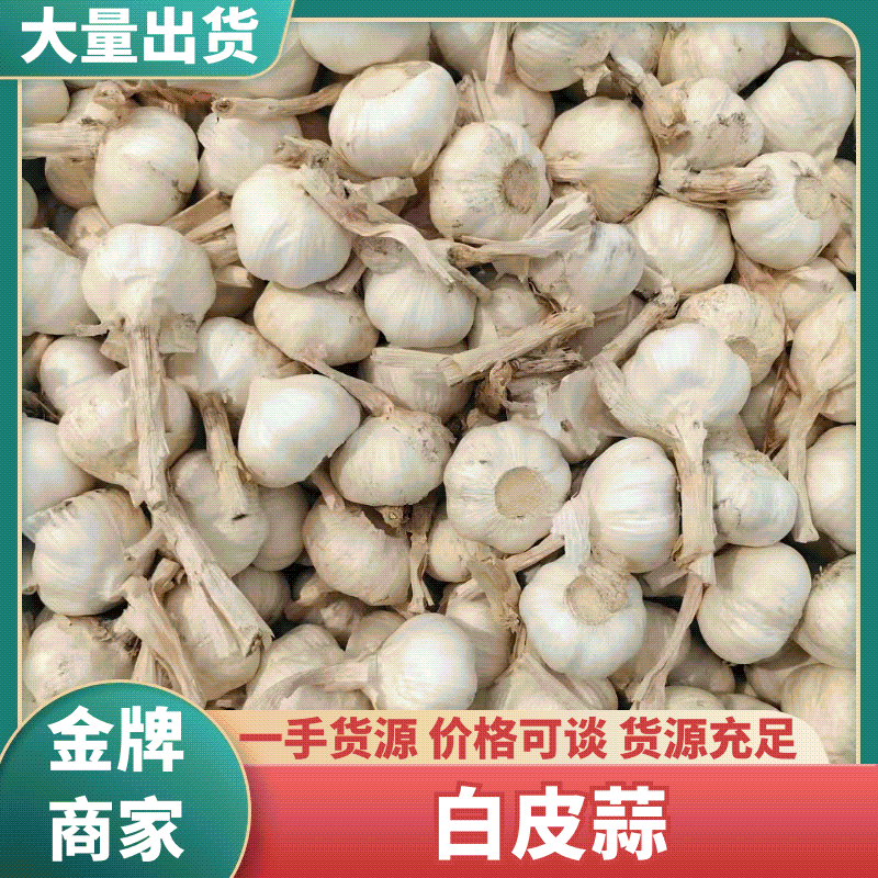 金乡冷库白皮大蒜，新蒜老蒜，各个规格全部有货，保证质量