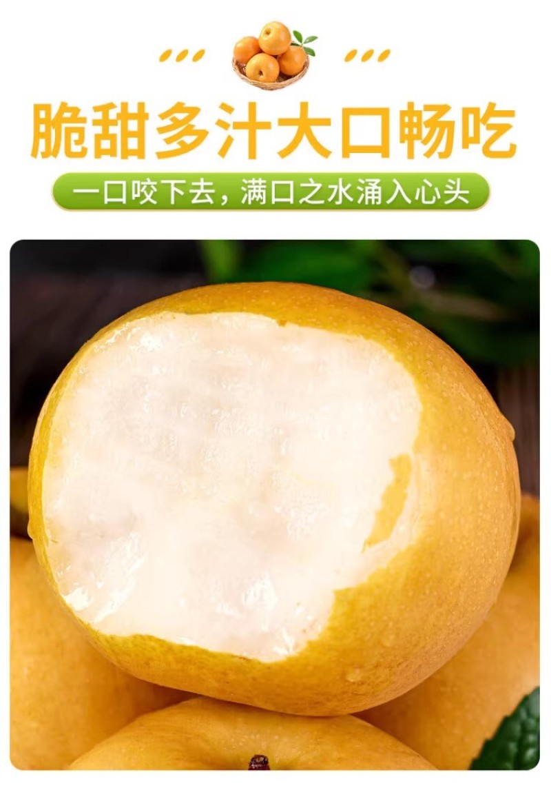 河北丰水梨一件代发产地直发一手货源对接各大电商平台