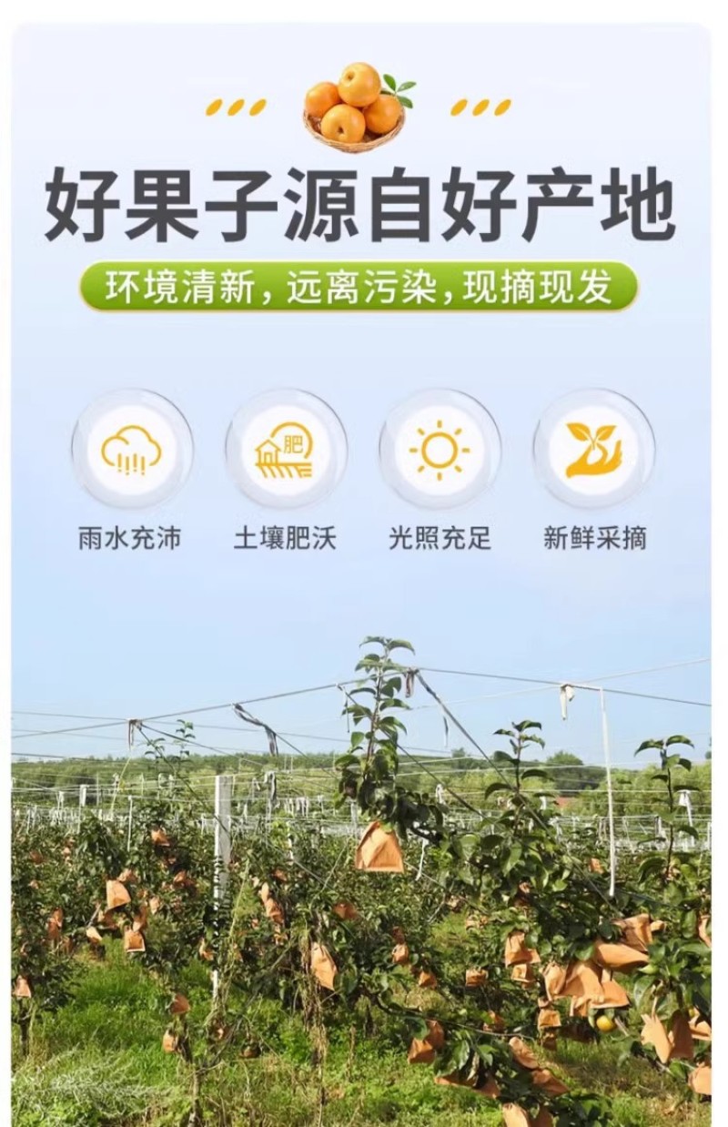 河北丰水梨一件代发产地直发一手货源对接各大电商平台