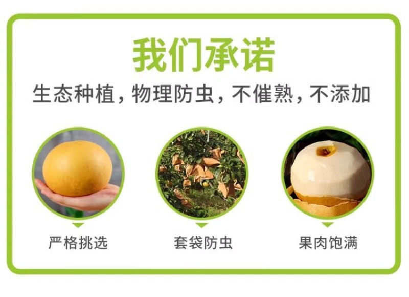 河北丰水梨一件代发产地直发一手货源对接各大电商平台