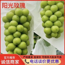 阳光玫瑰葡萄晴王葡萄阳光玫瑰提子产地直发专业冷库保鲜仓储