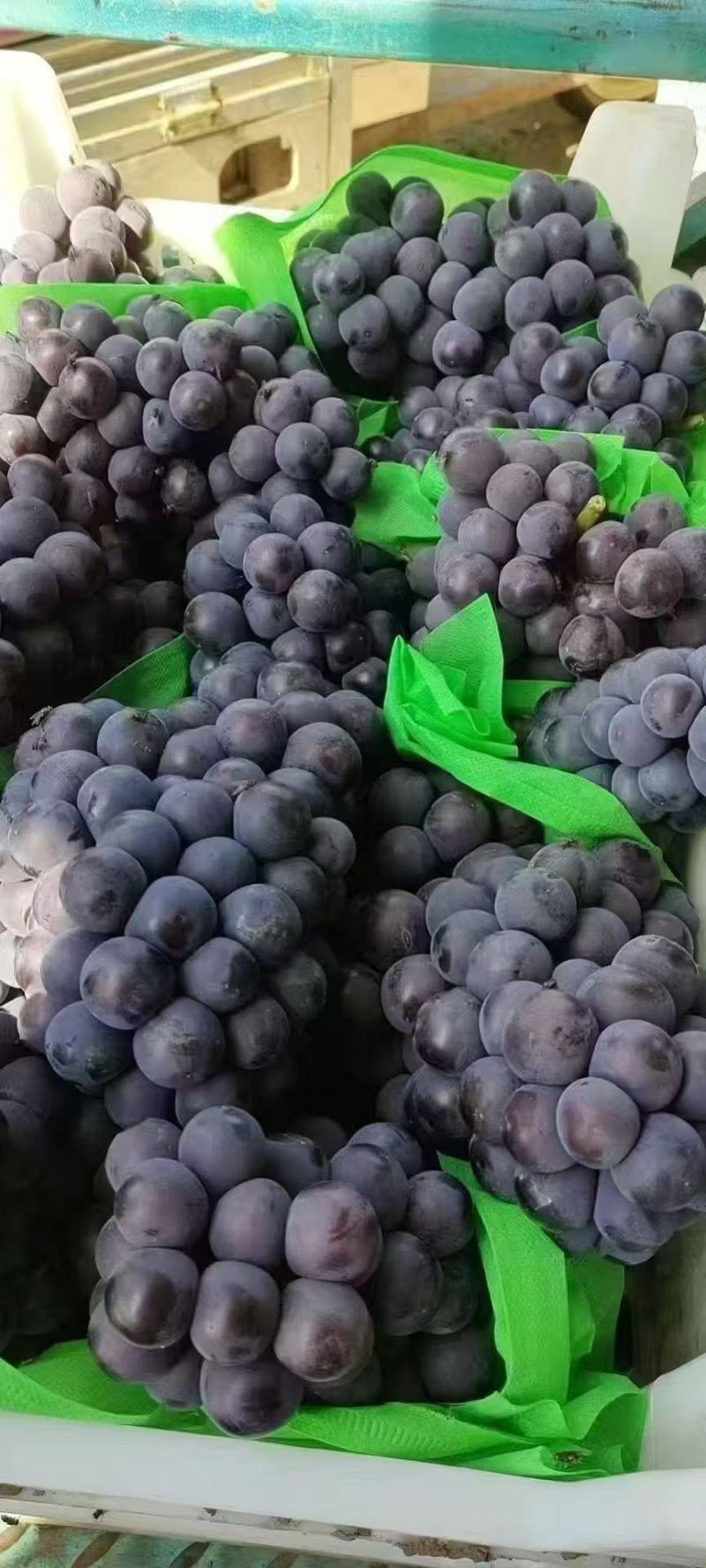 夏黑葡萄基地直发，可大吨位对接市场，量大从优，欢迎选购