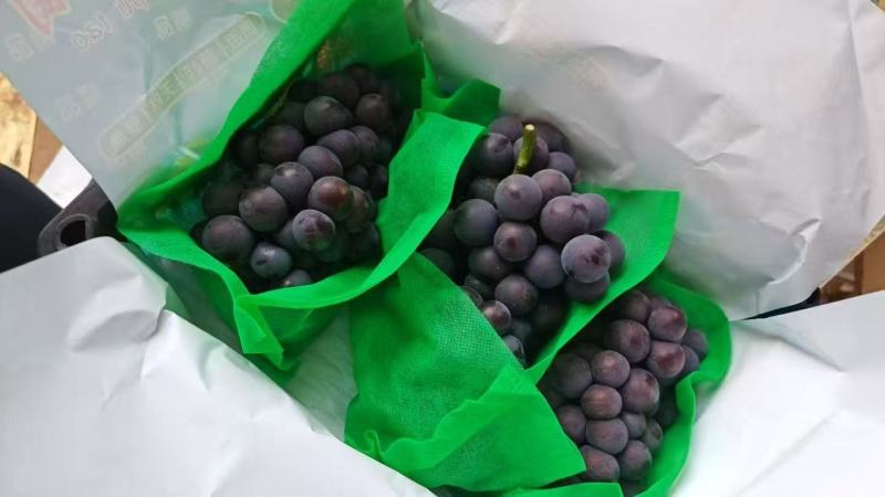 夏黑葡萄一手货源，地头直发实地考察批发市场精品商超