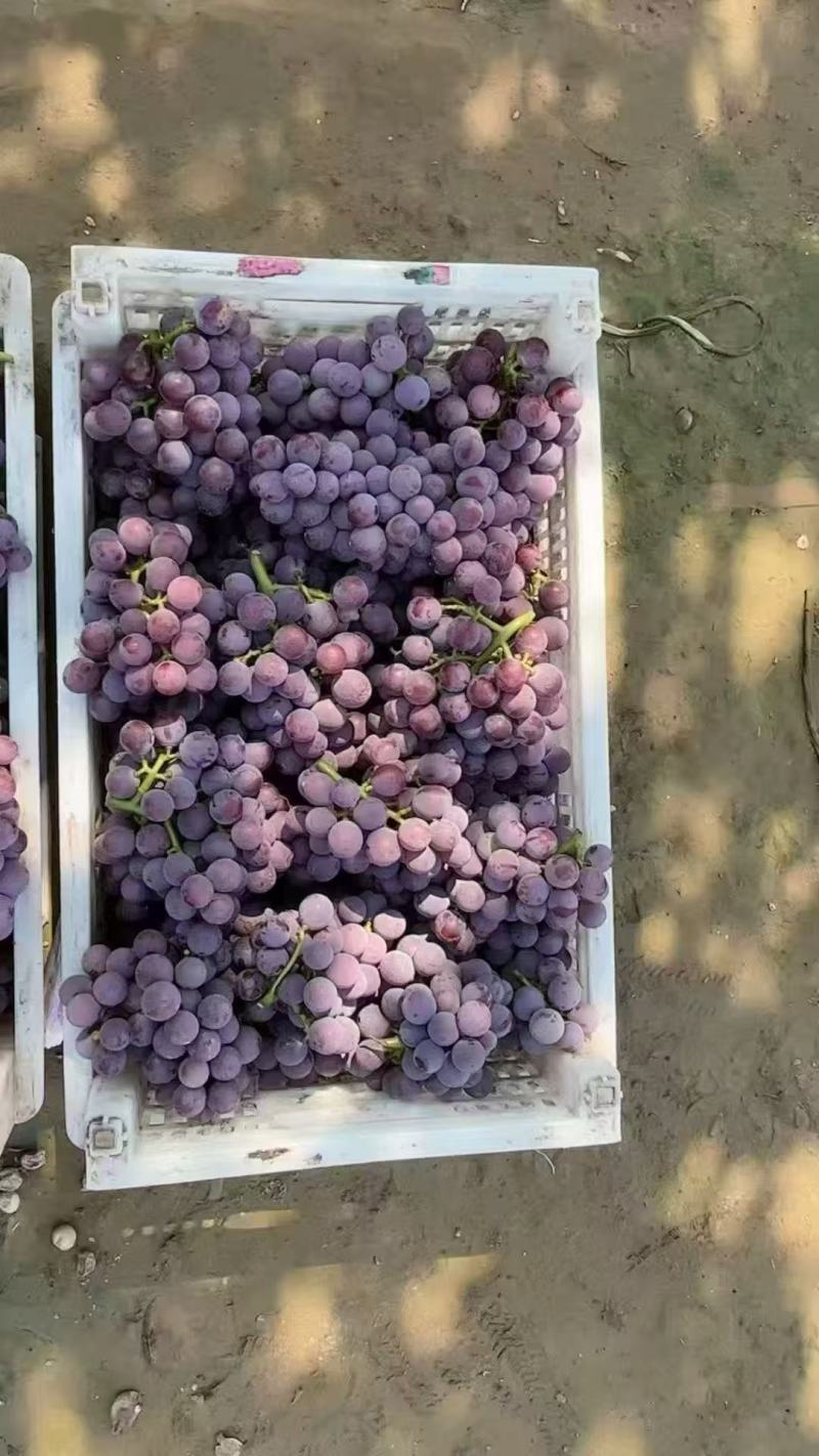 巨峰葡萄现摘现发品质保障可视频看货整车发货批发团购精品