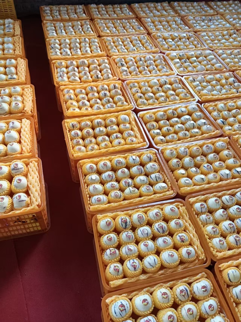 人参果产地直发口感清甜品质保障对接全国市场等
