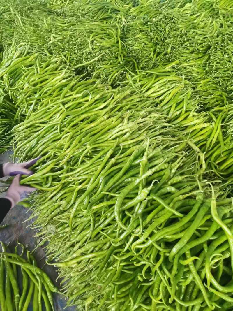 线椒8号云南鲜辣椒，产地一手货源，规格齐全，视频看货