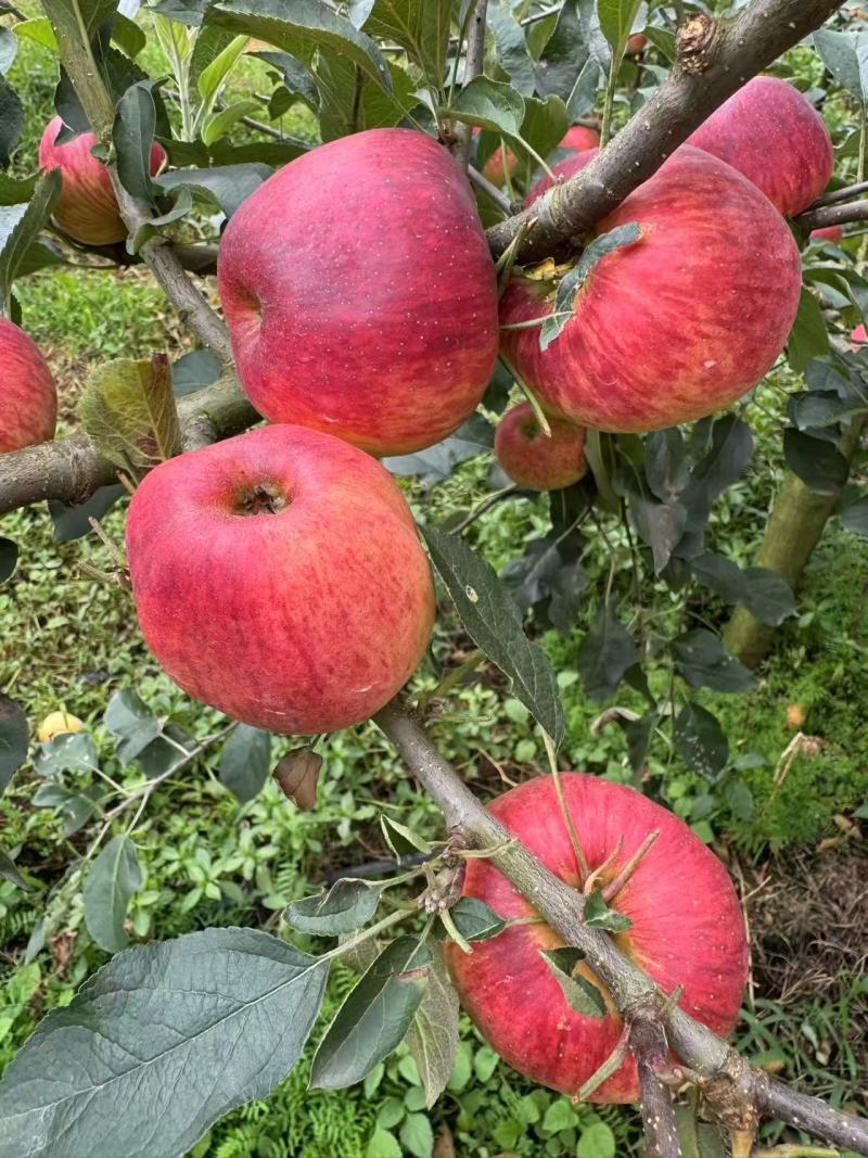 【云南红露苹果】昭通苹果华硕苹果丑苹果红富士全国发货