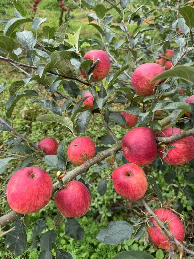【云南红露苹果】昭通苹果华硕苹果丑苹果红富士全国发货