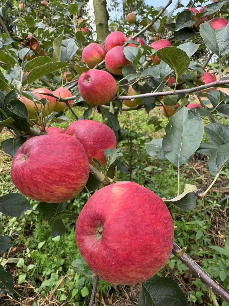 【云南红露苹果】昭通苹果华硕苹果丑苹果红富士全国发货