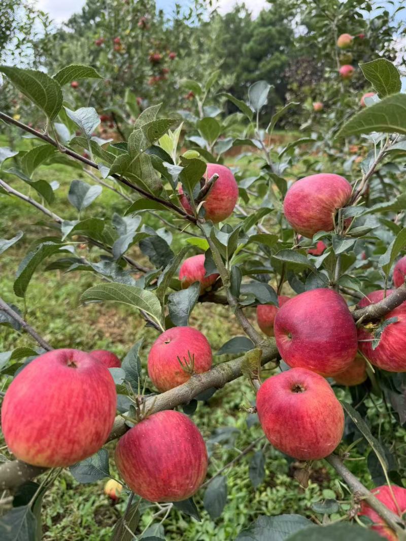 【云南红露苹果】昭通苹果华硕苹果丑苹果红富士全国发货