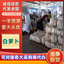 高山白萝卜，产自海拔1800米，精品大量现货量大优惠