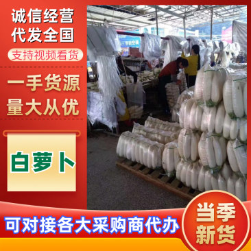 高山白萝卜,产自海拔1800米,精品大量现货量大优惠