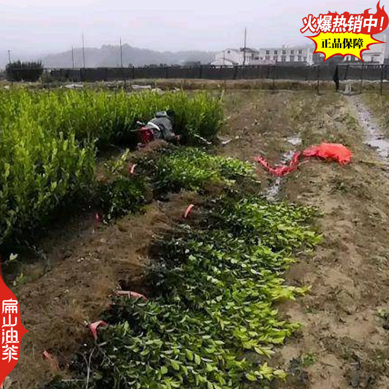 2025新品湘林210号69#油茶苗培育小杯苗50CM