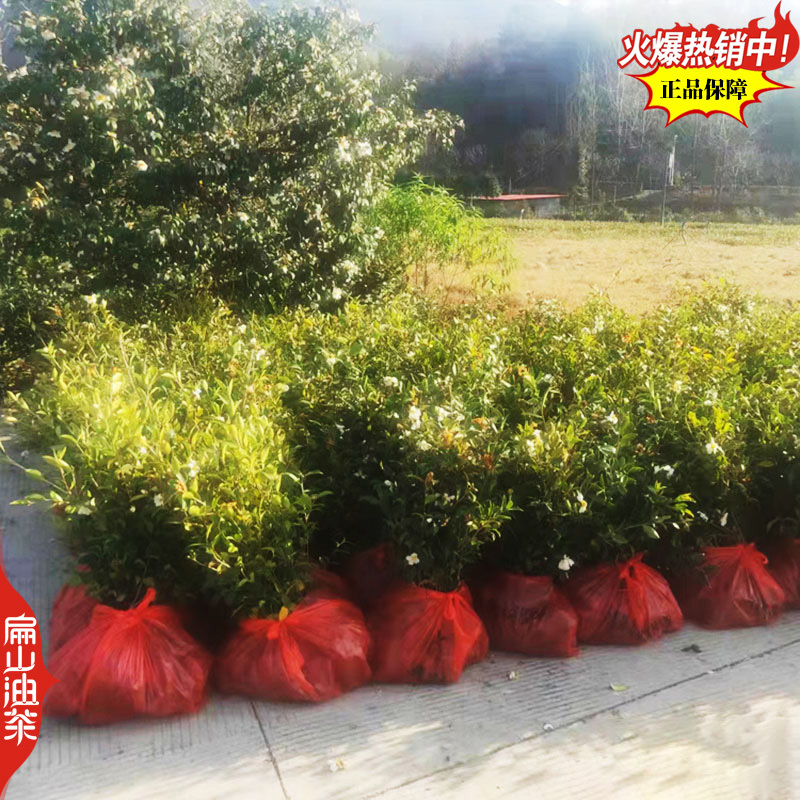 2025新品湘林210号69#油茶苗培育小杯苗50CM