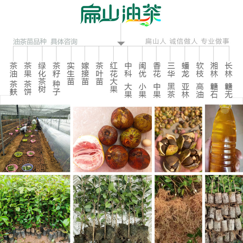 2025新品湘林210号69#油茶苗培育小杯苗50CM