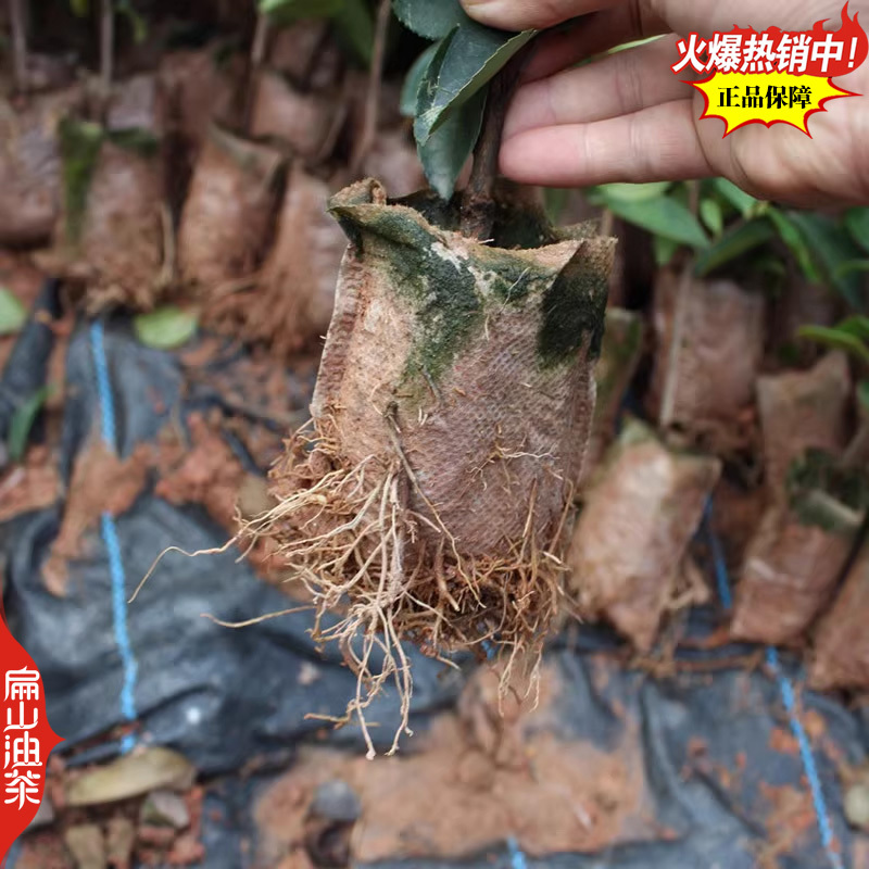 2025新品湘林210号69#油茶苗培育小杯苗50CM