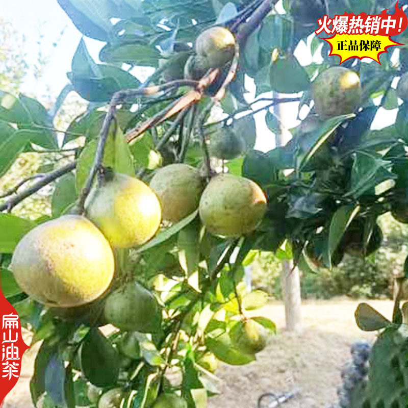 2025新品湘林210号69#油茶苗培育小杯苗50CM