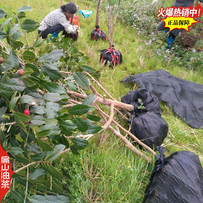 湖南中科广西浙江红花大果油茶苗小杯苗培育50-86CM