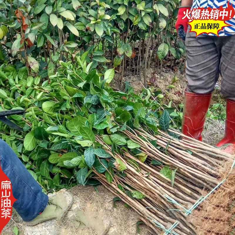 湖南中科广西浙江红花大果油茶苗小杯苗培育50-86CM