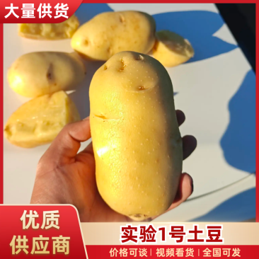 实验1号土豆内蒙古土豆产地直发现挖现发对接全国等