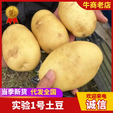 实验1号土豆精品土豆产地直供品质保障量大从优
