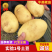实验1号土豆精品土豆产地直供品质保障量大从优