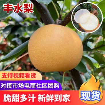 【实力供货】丰水梨汉中丰水梨皮薄多汁品质保证欢迎咨询