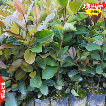 高出油率香花油茶苗广西梧州藤县大小杯苗袋装苗裸根苗40