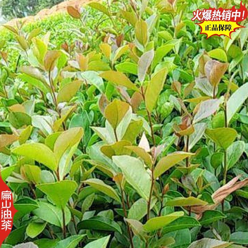 高出油率香花油茶苗广西梧州藤县大小杯苗袋装苗裸根苗40