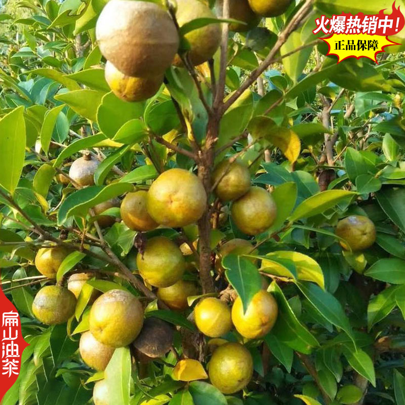 高出油率香花油茶苗广西梧州藤县大小杯苗袋装苗裸根苗40