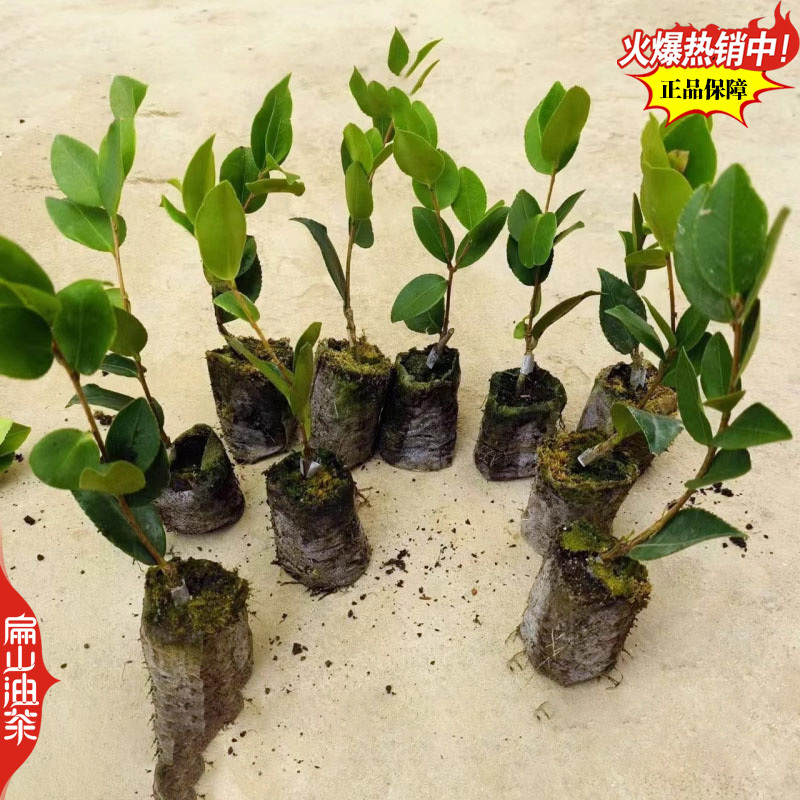 高出油率香花油茶苗广西梧州藤县大小杯苗袋装苗裸根苗40