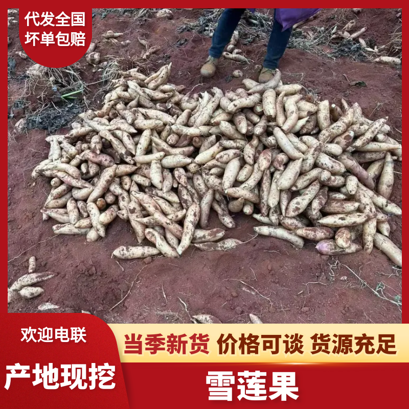 雪莲果云南雪莲果产地直发口感脆甜量大优惠对接全国