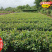 适合广西种植的软枝2号3号油茶苗岑软岑溪软枝油茶树苗